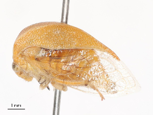  ( - CBG-A41808-H08)  @11 [ ] CreativeCommons - Attribution Share - Alike (2024) CBG Photography Group Centre for Biodiversity Genomics