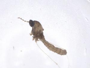  ( - CBG-A42123-C01)  @11 [ ] CreativeCommons - Attribution Share - Alike (2024) Centre for Biodiversity Genomics Centre for Biodiversity Genomics