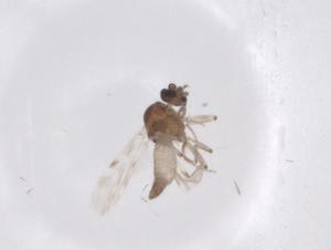  ( - CBG-A43723-B06)  @11 [ ] CreativeCommons - Attribution Share - Alike (2024) Centre for Biodiversity Genomics Centre for Biodiversity Genomics