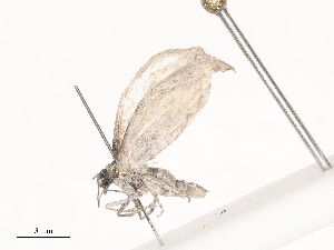 ( - CBG-A45186-B03)  @11 [ ] CreativeCommons - Attribution Share - Alike (2024) CBG Photography Group Centre for Biodiversity Genomics
