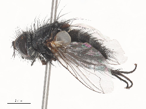  ( - CBG-A45188-D07)  @11 [ ] CreativeCommons - Attribution Share - Alike (2024) CBG Photography Group Centre for Biodiversity Genomics