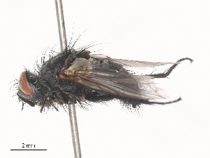  ( - CBG-A45188-D12)  @11 [ ] CreativeCommons - Attribution Share - Alike (2024) CBG Photography Group Centre for Biodiversity Genomics