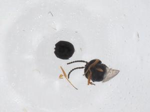  ( - CBG-A45356-B08)  @11 [ ] CreativeCommons - Attribution Share - Alike (2024) Centre for Biodiversity Genomics Centre for Biodiversity Genomics