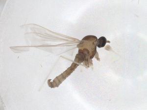  ( - CBG-A46045-G09)  @11 [ ] CreativeCommons - Attribution Share - Alike (2024) Centre for Biodiversity Genomics Centre for Biodiversity Genomics