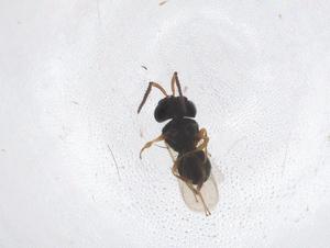  ( - CBG-A46052-C12)  @11 [ ] CreativeCommons - Attribution Share - Alike (2024) Centre for Biodiversity Genomics Centre for Biodiversity Genomics