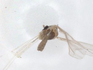  ( - CBG-A46053-G05)  @11 [ ] CreativeCommons - Attribution Share - Alike (2024) Centre for Biodiversity Genomics Centre for Biodiversity Genomics