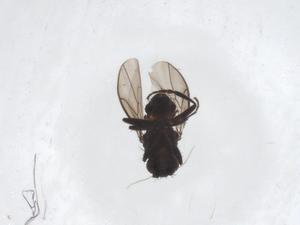  ( - CBG-A46086-B11)  @11 [ ] CreativeCommons - Attribution Share - Alike (2024) Centre for Biodiversity Genomics Centre for Biodiversity Genomics