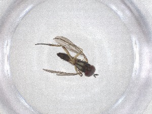  ( - CBG-A51743-C02)  @11 [ ] CreativeCommons - Attribution Share - Alike (2024) Centre for Biodiversity Genomics Centre for Biodiversity Genomics