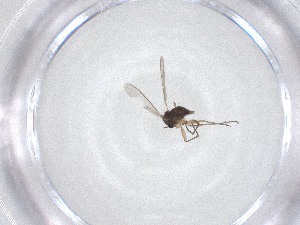  ( - CBG-A51744-F02)  @11 [ ] CreativeCommons - Attribution Share - Alike (2024) Centre for Biodiversity Genomics Centre for Biodiversity Genomics