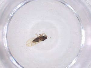  ( - CBG-A51804-F07)  @11 [ ] CreativeCommons - Attribution Share - Alike (2024) Centre for Biodiversity Genomics Centre for Biodiversity Genomics