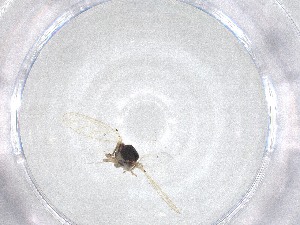  ( - CBG-A51805-C12)  @11 [ ] CreativeCommons - Attribution Share - Alike (2024) Centre for Biodiversity Genomics Centre for Biodiversity Genomics