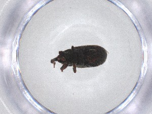  ( - CBG-A51809-E11)  @11 [ ] CreativeCommons - Attribution Share - Alike (2024) Centre for Biodiversity Genomics Centre for Biodiversity Genomics