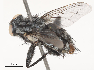  ( - CBG-A51856-E06)  @11 [ ] CreativeCommons - Attribution Share - Alike (2024) CBG Photography Group Centre for Biodiversity Genomics