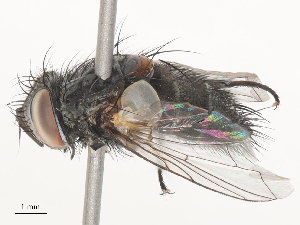  ( - CBG-A51987-F02)  @11 [ ] CreativeCommons - Attribution Share - Alike (2024) CBG Photography Group Centre for Biodiversity Genomics