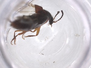  ( - CBG-A52491-H05)  @11 [ ] CreativeCommons - Attribution Share - Alike (2024) Centre for Biodiversity Genomics Centre for Biodiversity Genomics