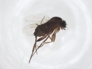  ( - CBG-A52782-F02)  @11 [ ] CreativeCommons - Attribution Share - Alike (2024) Centre for Biodiversity Genomics Centre for Biodiversity Genomics