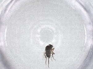  ( - CBG-A52789-C12)  @11 [ ] CreativeCommons - Attribution Share - Alike (2024) Centre for Biodiversity Genomics Centre for Biodiversity Genomics