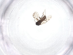  ( - CBG-A52790-F01)  @11 [ ] CreativeCommons - Attribution Share - Alike (2024) Centre for Biodiversity Genomics Centre for Biodiversity Genomics