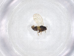  ( - CBG-A52793-D08)  @11 [ ] CreativeCommons - Attribution Share - Alike (2024) Centre for Biodiversity Genomics Centre for Biodiversity Genomics