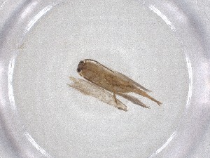  ( - CBG-A52795-F04)  @11 [ ] CreativeCommons - Attribution Share - Alike (2024) Centre for Biodiversity Genomics Centre for Biodiversity Genomics