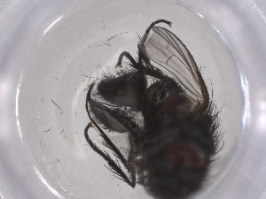  ( - CBG-A53184-E10)  @11 [ ] CreativeCommons - Attribution Share - Alike (2024) Centre for Biodiversity Genomics Centre for Biodiversity Genomics