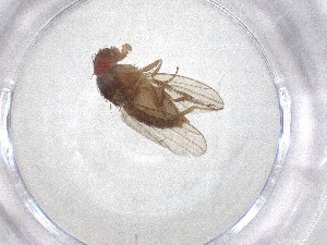  ( - CBG-A53188-F01)  @11 [ ] CreativeCommons - Attribution Share - Alike (2024) Centre for Biodiversity Genomics Centre for Biodiversity Genomics