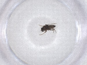  ( - CBG-A53771-B10)  @11 [ ] CreativeCommons - Attribution Share - Alike (2024) Centre for Biodiversity Genomics Centre for Biodiversity Genomics