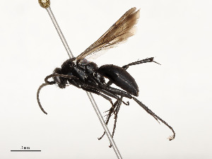 ( - CBG-A51957-C04)  @11 [ ] CreativeCommons - Attribution Share - Alike (2024) CBG Photography Group Centre for Biodiversity Genomics