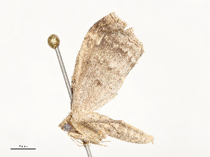  ( - CBG-A51957-D04)  @11 [ ] CreativeCommons - Attribution Share - Alike (2024) CBG Photography Group Centre for Biodiversity Genomics