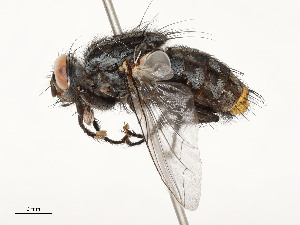  ( - CBG-A51957-F06)  @11 [ ] CreativeCommons - Attribution Share - Alike (2024) CBG Photography Group Centre for Biodiversity Genomics