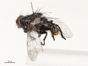 ( - CBG-A51957-H02)  @11 [ ] CreativeCommons - Attribution Share - Alike (2024) CBG Photography Group Centre for Biodiversity Genomics