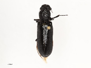  ( - CBG-A51958-C12)  @11 [ ] CreativeCommons - Attribution Share - Alike (2024) CBG Photography Group Centre for Biodiversity Genomics