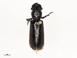  ( - CBG-A51958-D03)  @11 [ ] CreativeCommons - Attribution Share - Alike (2024) CBG Photography Group Centre for Biodiversity Genomics