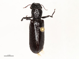  ( - CBG-A51958-D12)  @11 [ ] CreativeCommons - Attribution Share - Alike (2024) CBG Photography Group Centre for Biodiversity Genomics