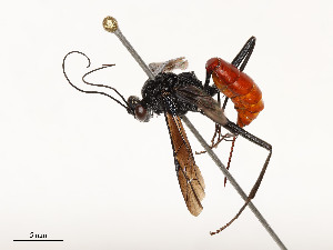  ( - CBG-A51958-E04)  @11 [ ] CreativeCommons - Attribution Share - Alike (2024) CBG Photography Group Centre for Biodiversity Genomics