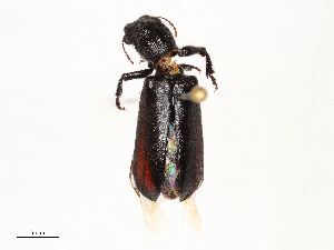  ( - CBG-A51958-E11)  @11 [ ] CreativeCommons - Attribution Share - Alike (2024) CBG Photography Group Centre for Biodiversity Genomics