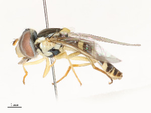  ( - CBG-A51991-B04)  @11 [ ] CreativeCommons - Attribution Share - Alike (2024) CBG Photography Group Centre for Biodiversity Genomics