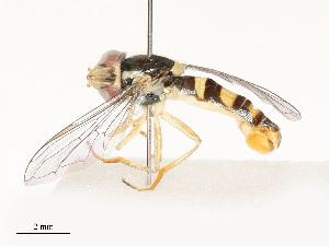  ( - CBG-A51991-B08)  @11 [ ] CreativeCommons - Attribution Share - Alike (2024) CBG Photography Group Centre for Biodiversity Genomics