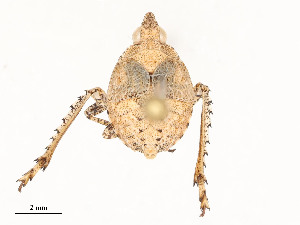  (Orgerius - CBG-A51992-E07)  @11 [ ] CreativeCommons - Attribution Share - Alike (2024) CBG Photography Group Centre for Biodiversity Genomics