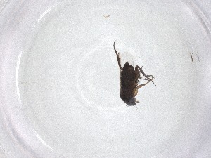  ( - CBG-A52822-A06)  @11 [ ] CreativeCommons - Attribution Share - Alike (2024) Centre for Biodiversity Genomics Centre for Biodiversity Genomics
