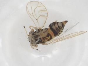  ( - CBG-A53232-C07)  @11 [ ] CreativeCommons - Attribution Share - Alike (2024) Centre for Biodiversity Genomics Centre for Biodiversity Genomics