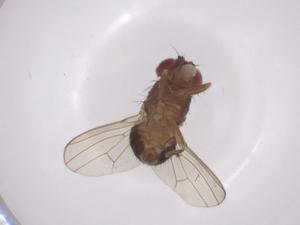  ( - CBG-A53234-F07)  @11 [ ] CreativeCommons - Attribution Share - Alike (2024) Centre for Biodiversity Genomics Centre for Biodiversity Genomics