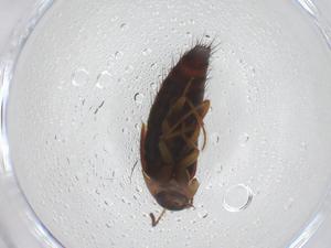  ( - CBG-A53246-F11)  @11 [ ] CreativeCommons - Attribution Share - Alike (2024) Centre for Biodiversity Genomics Centre for Biodiversity Genomics