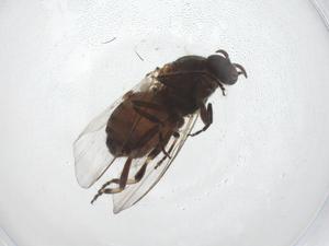  ( - CBG-A53249-E01)  @11 [ ] CreativeCommons - Attribution Share - Alike (2024) Centre for Biodiversity Genomics Centre for Biodiversity Genomics