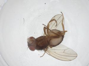  ( - CBG-A53252-F12)  @11 [ ] CreativeCommons - Attribution Share - Alike (2024) Centre for Biodiversity Genomics Centre for Biodiversity Genomics