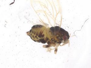  ( - CBG-A53255-H01)  @11 [ ] CreativeCommons - Attribution Share - Alike (2024) Centre for Biodiversity Genomics Centre for Biodiversity Genomics