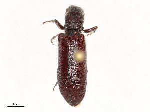  ( - CBG-A53659-F01)  @11 [ ] CreativeCommons - Attribution Share - Alike (2024) CBG Photography Group Centre for Biodiversity Genomics