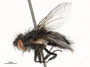  ( - CBG-A53672-H02)  @11 [ ] CreativeCommons - Attribution Share - Alike (2024) CBG Photography Group Centre for Biodiversity Genomics