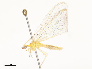 ( - CBG-A53674-C04)  @11 [ ] CreativeCommons - Attribution Share - Alike (2024) CBG Photography Group Centre for Biodiversity Genomics