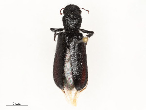  ( - CBG-A53675-F04)  @11 [ ] CreativeCommons - Attribution Share - Alike (2024) CBG Photography Group Centre for Biodiversity Genomics